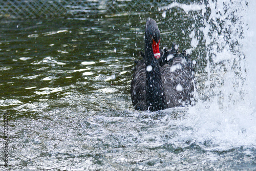 A black swan in Kugulu Park enjoys water - Ankara, Turkey 