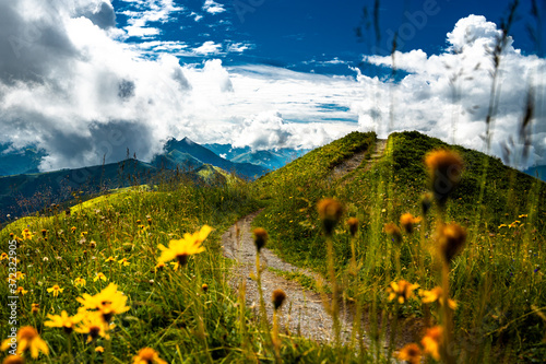 Alpen Gebirgslandschaft in Blumenwiese