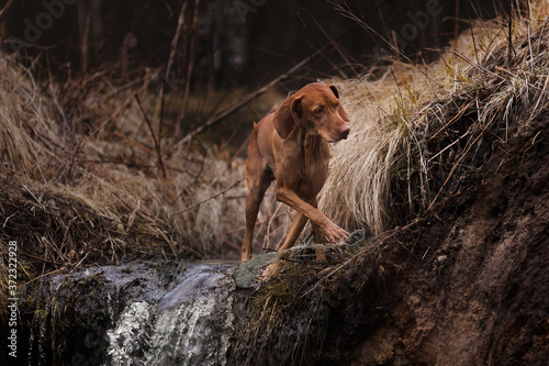 dog in the forest