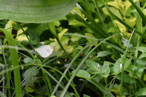 golf ball on the grass