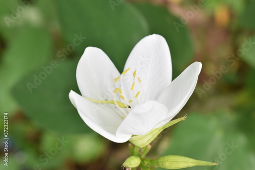 white magnolia flower