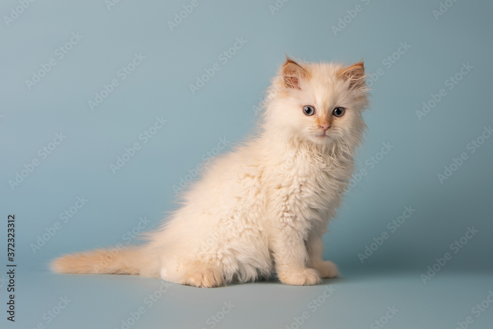 White Siberian Kitten