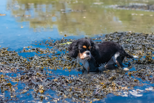 Fototapeta Naklejka Na Ścianę i Meble -  A dog cavalier king charles, a cute puppy bathing in the seaweeds 

