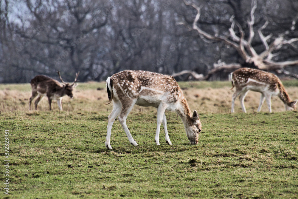 deer in the field