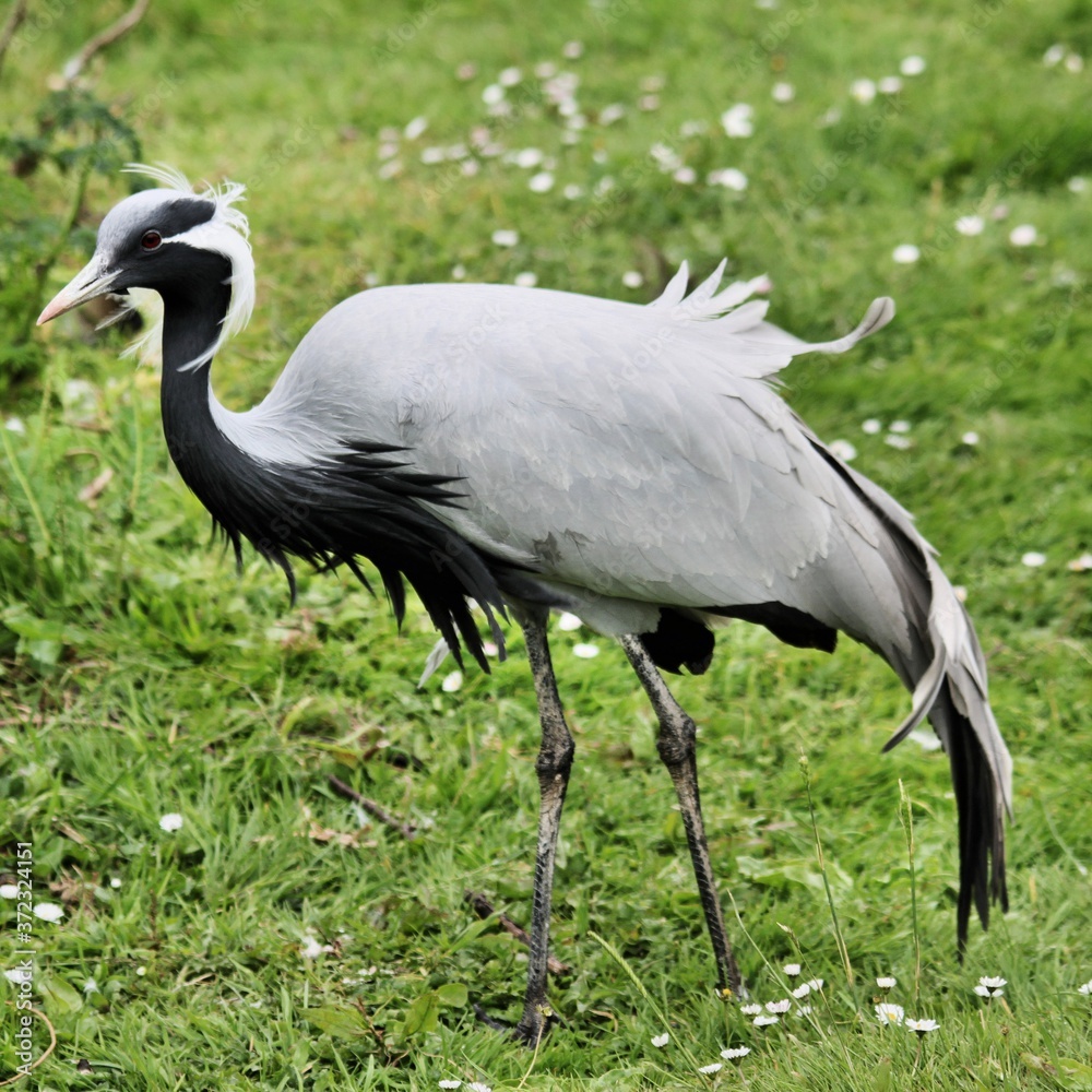 Fototapeta premium A view of a Demoiselle Crane