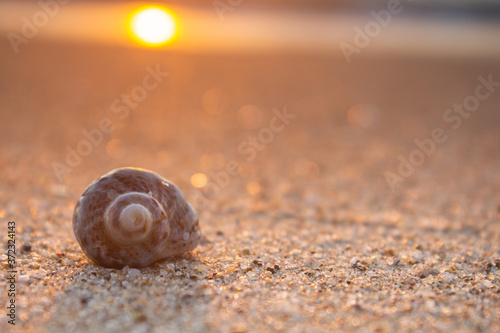 Shell on the sand at sunrise