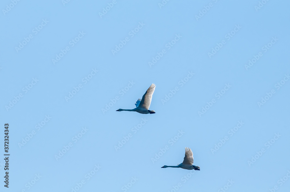 Fototapeta premium Bewick's Swan (Cygnus bewickii) in Barents Sea coastal area, Russia