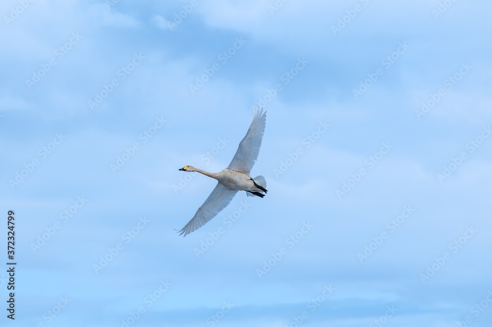 Bewick's Swan (Cygnus bewickii) in Barents Sea coastal area, Russia Bewick's Swan (Cygnus bewickii) in Barents Sea coastal area, Russia