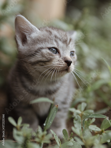 Wallpaper Mural cat on the grass Torontodigital.ca