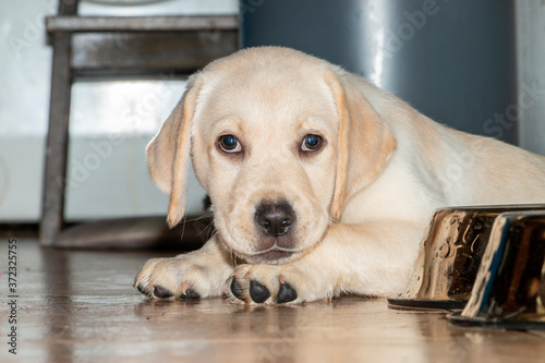 labrador retriever puppy