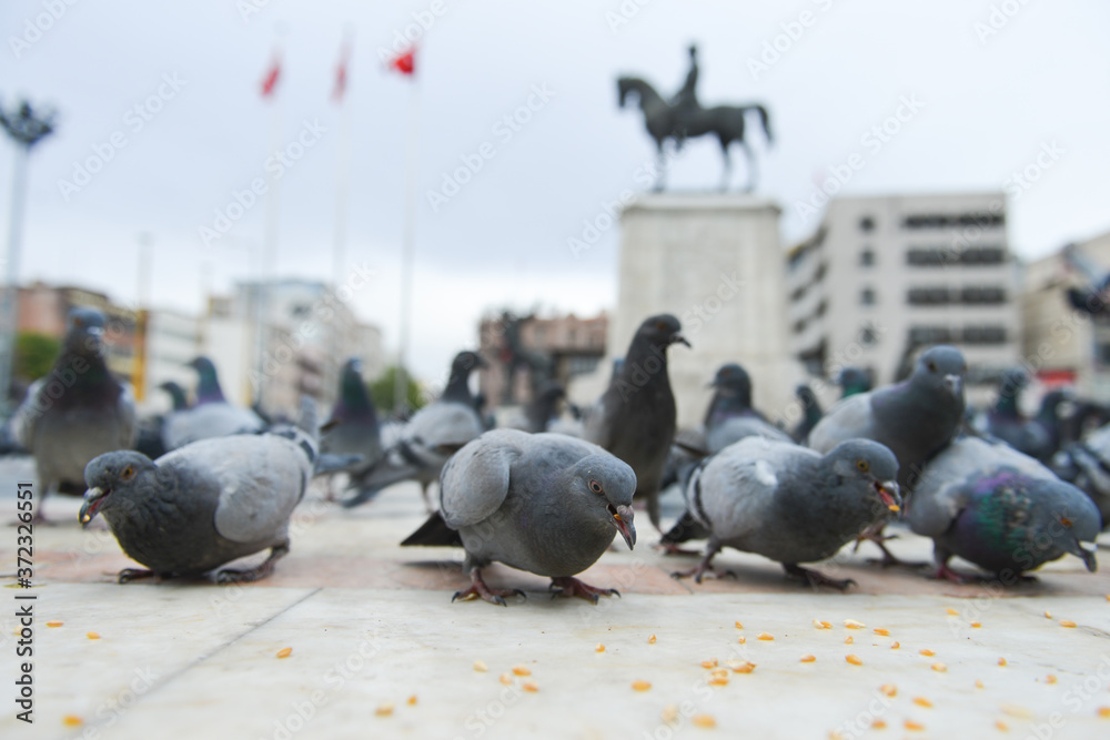 Obraz premium Pigeons in Ulus Square - Ankara, Turkey