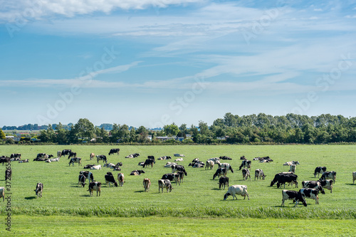 Overview image of many cows grazing in the meadow