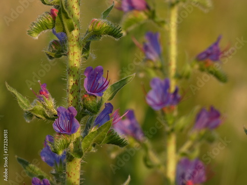 Viper's bugloss (Echium vulgare) - close up of blueweed flowers on green background, Gdansk, Poland