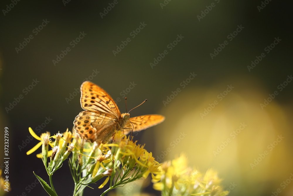 Obraz premium Kaisermantel