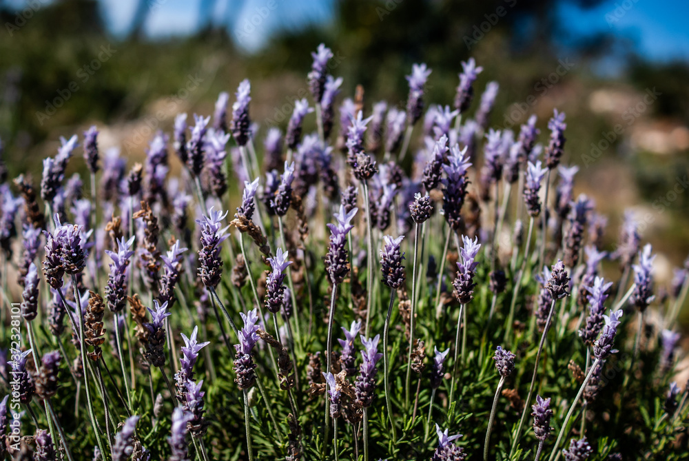 Obraz premium Lavandula flowers