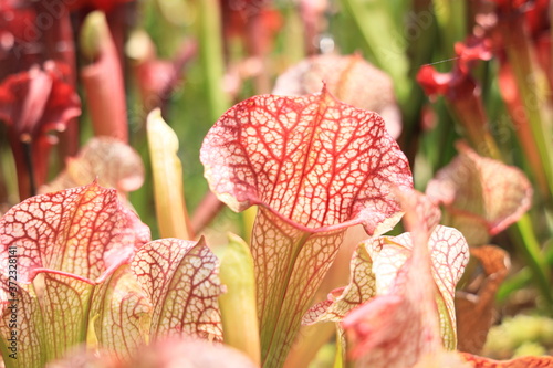 群生するカラフルな食虫植物 photo