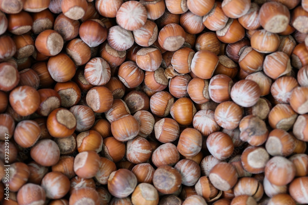 background of hazelnut close up top view background of hazelnut close up top view