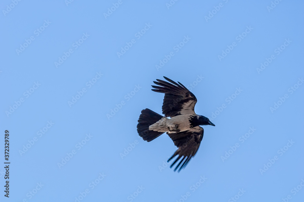 Obraz premium Hooded Crow (Corvus cornix) in Barents Sea coastal area, Russia