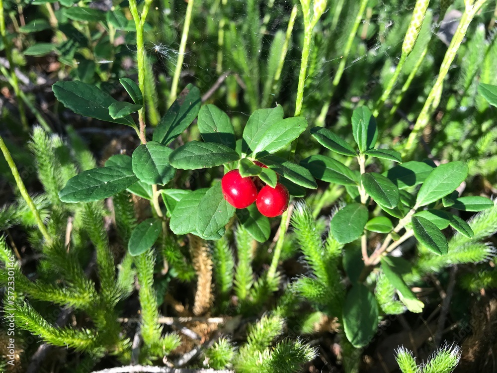 lingonberry lingonberry