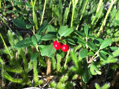 lingonberry