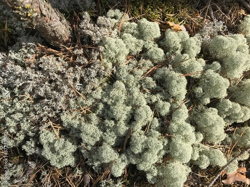 moss
