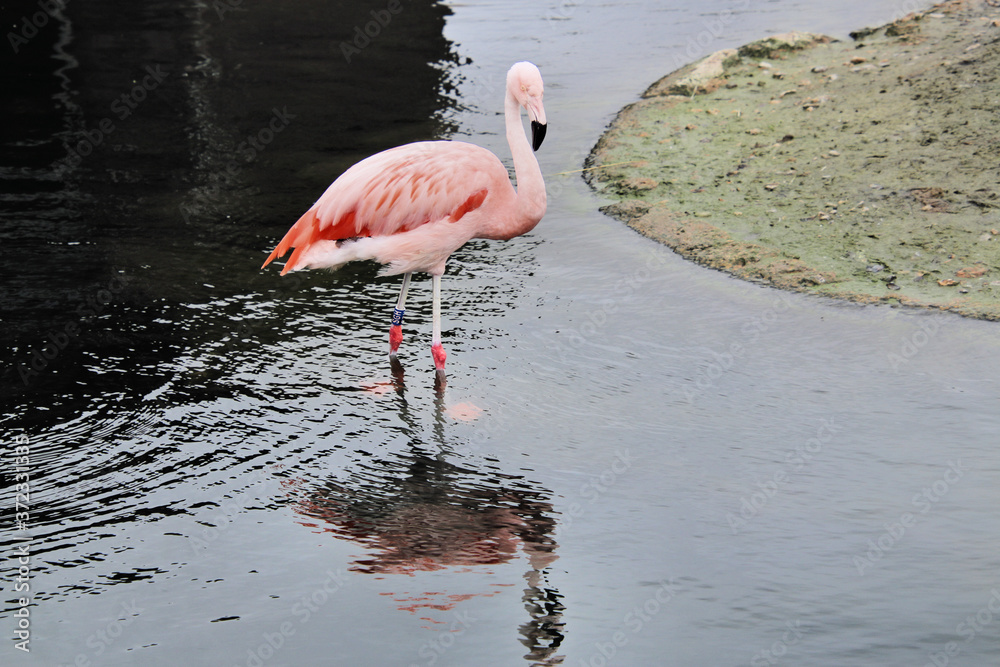 Obraz premium flamingo in the water