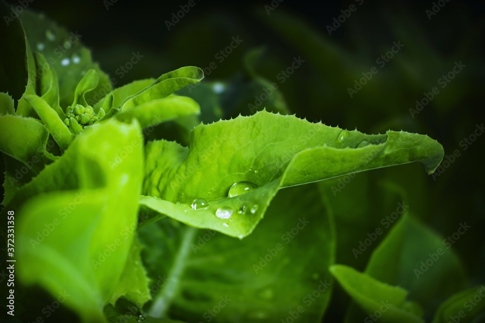 green leaves with water drops