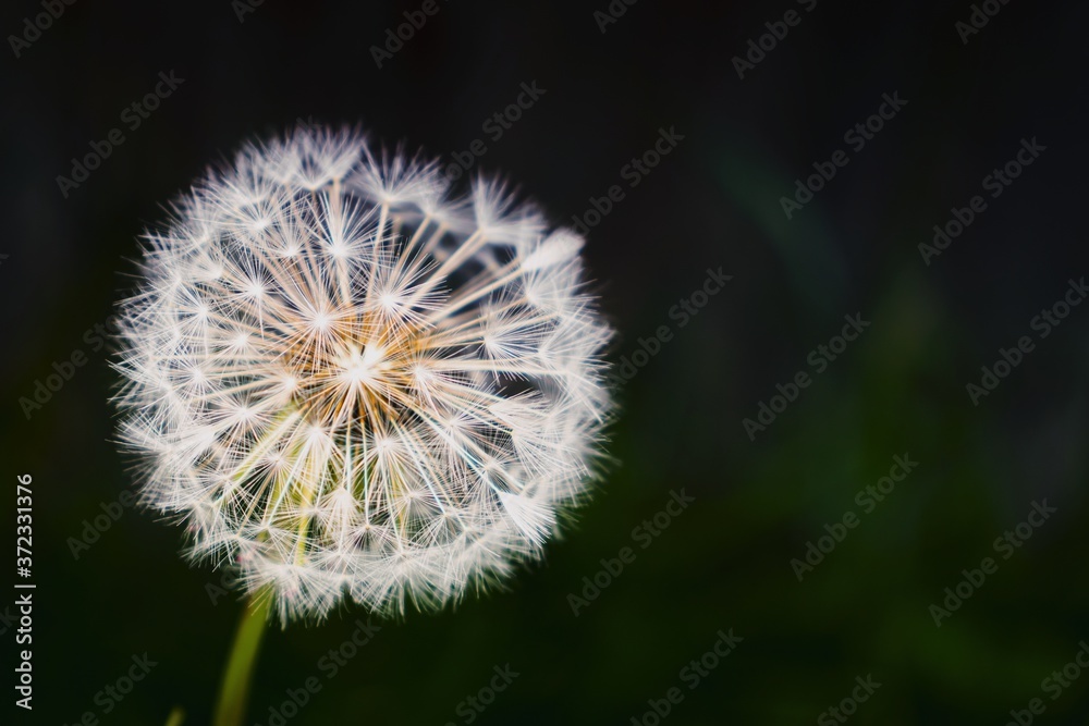 Fototapeta premium Dandelion close up on dark background