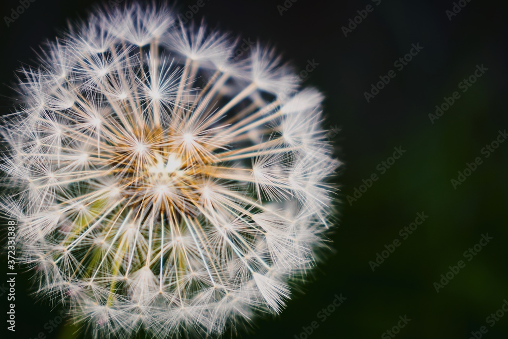 Fototapeta premium Dandelion close up on dark background