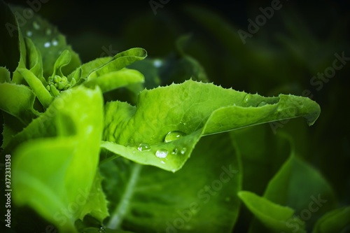 green leaves with water drops © Aleksandr 44ARH