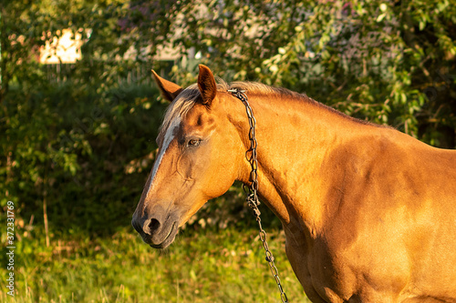 Brown horse headshot on a background of green leaves in summer farm