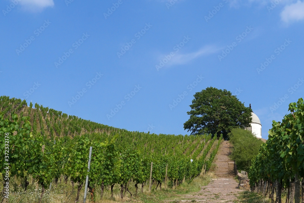 Obraz premium The Wackerbarth vineyard and the viewpoint Jacobstein in Radebeul near Dresden