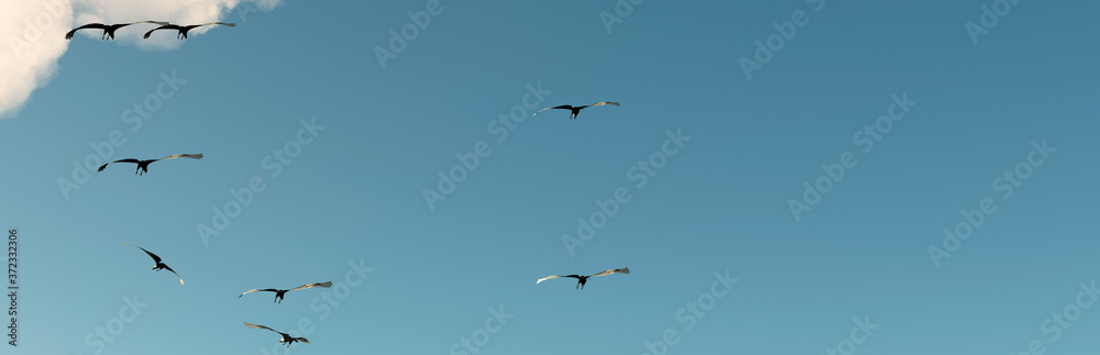 Eagle flying in the clouds at dawn Eagle flying in the clouds at dawn