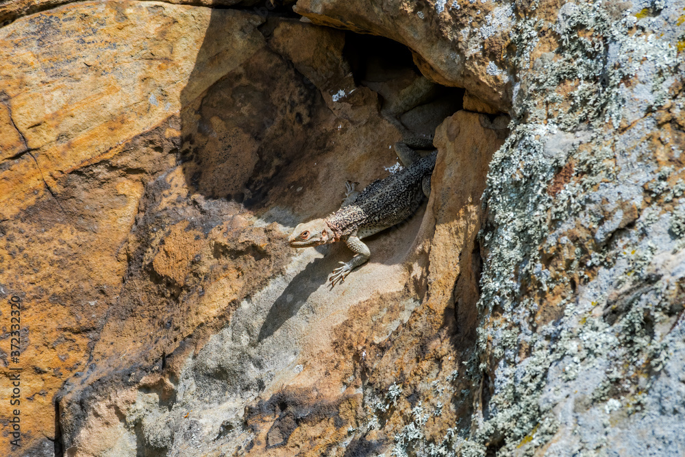 Caucasian Agama (Laudakia caucasia) in the foothills, Caucasus, Republic of Dagestan, Russia Caucasian Agama (Laudakia caucasia) in the foothills, Caucasus, Republic of Dagestan, Russia