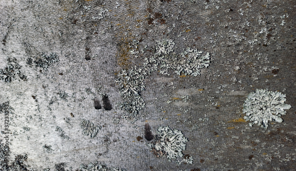 Photo texture for the interior in the loft style