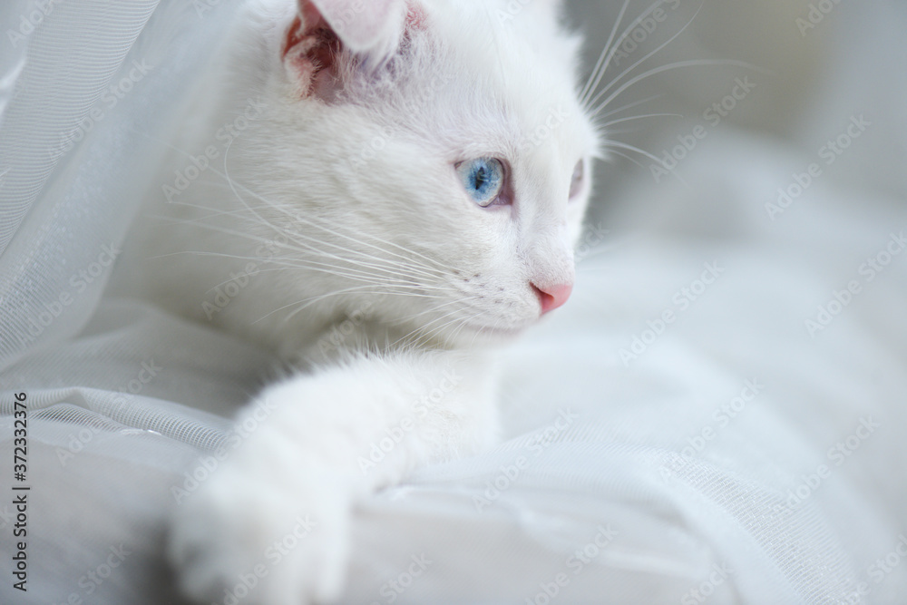 White Scottish fold kitten with blue eyes White Scottish fold kitten with blue eyes