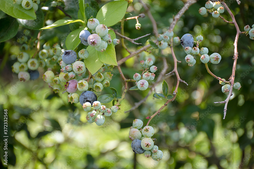 Fototapeta premium ripening blueberries on blueberry bush