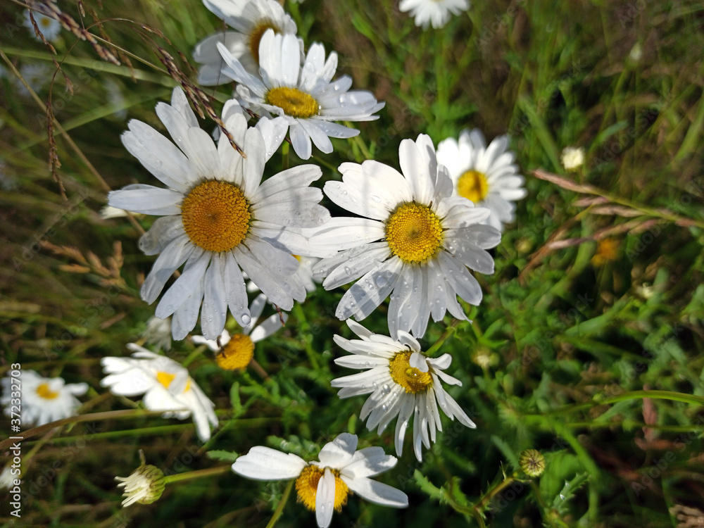 photograph of daisy flowers in raindrops on a summer day
