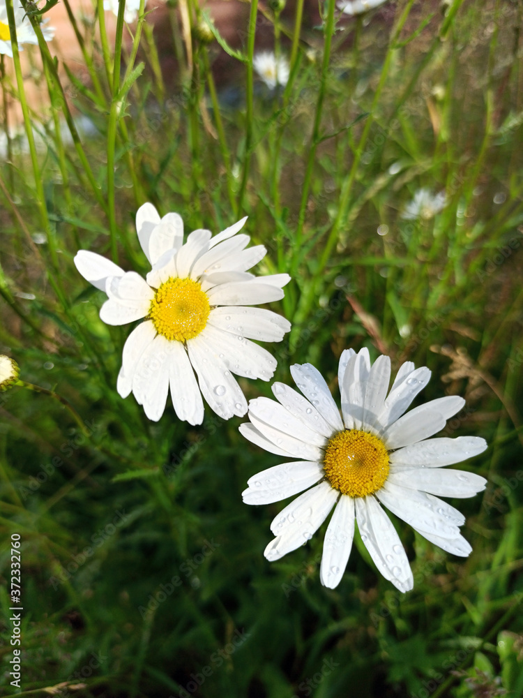 photograph of daisy flowers in raindrops on a summer day photograph of daisy flowers in raindrops on a summer day