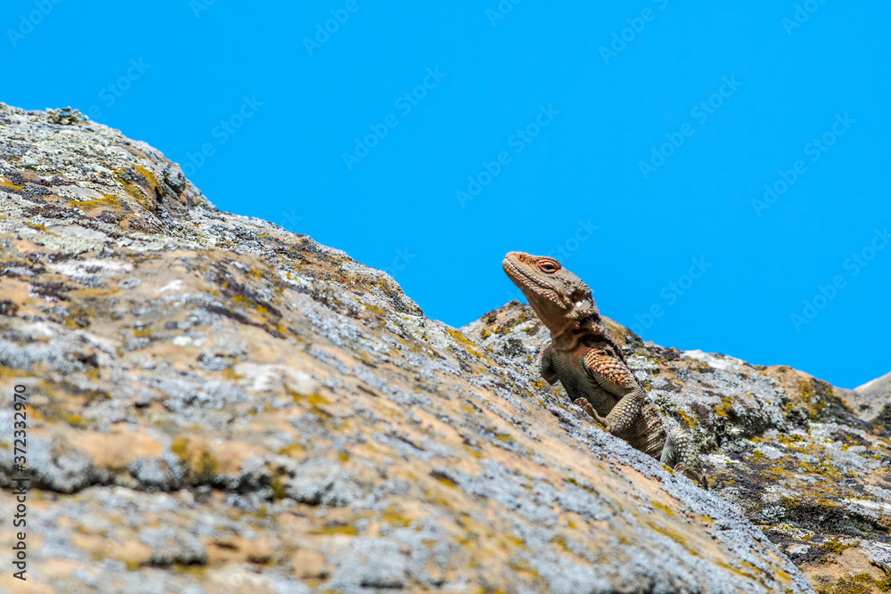 Caucasian Agama (Laudakia caucasia) in the foothills, Caucasus, Republic of Dagestan, Russia