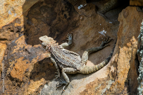 Caucasian Agama (Laudakia caucasia) in the foothills, Caucasus, Republic of Dagestan, Russia