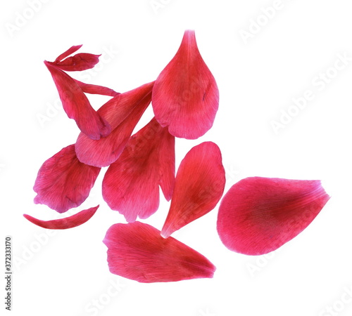 Red peony petals isolated on white background.