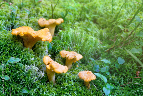 Mushrooms wild chanterelles ( Cantharellus cibarius ) growing in moss in forest