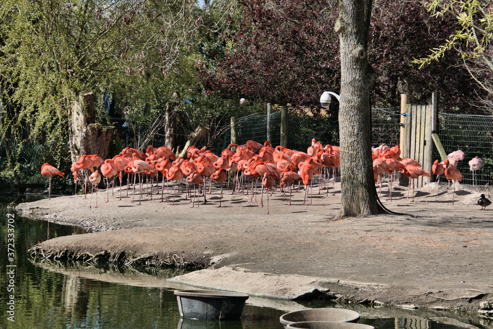 Obraz premium flamingos in the lake