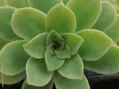 green cactus plant