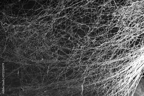 Abstract Spiderweb on black background. Beautiful nature textured background. Halloween creepy cobweb spiders web. 