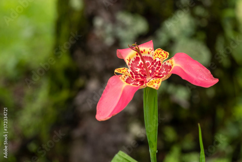 Flor rosa con amarillo del grupo tigridia
