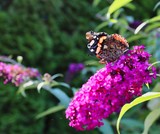 The Red Admiral Butterfly (Vanessa Atalanta) Sitting on Summer Lilac in the Garden. Ventral View of the Red Admirable on Butterfly Bush.