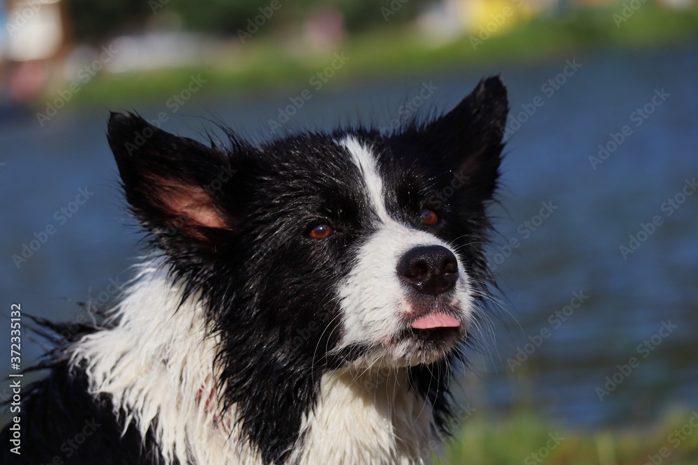 Portrait of Wet Border Collie Head with River Background. Closeup of Black and White Dog with Tongue Out. 