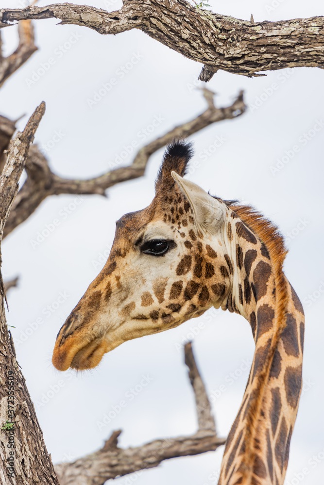 Obraz premium A Masai Giraffes Head among a tree branch